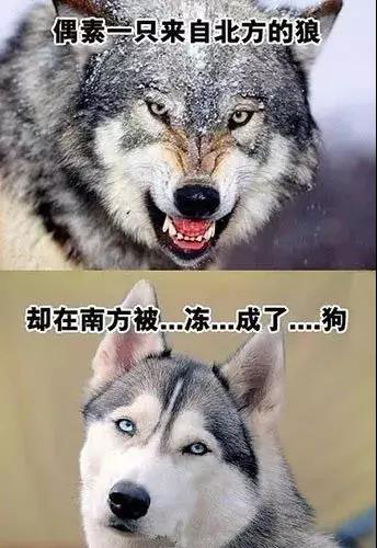 火益,homyi,HOMYi 火益,homyi,HOMYi